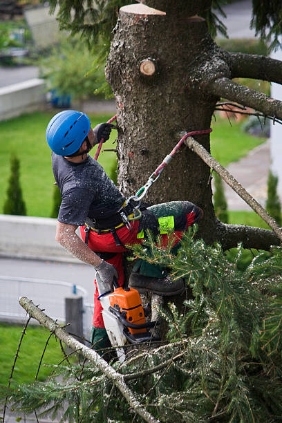 Tree Surgeon