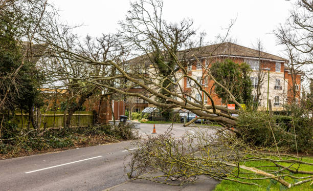 Emergency Tree Service