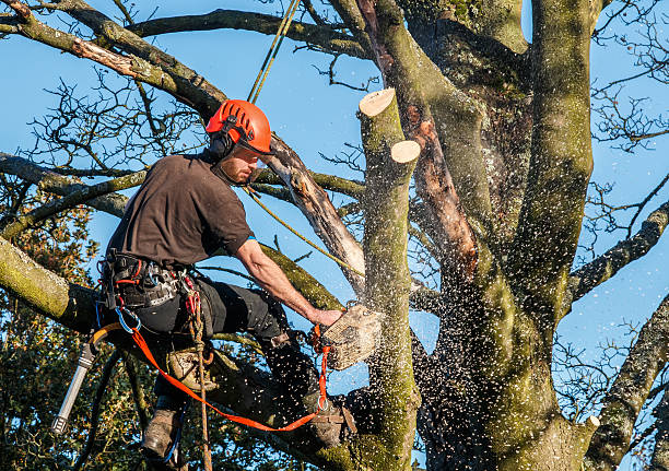 tree cutting service